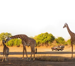 Image post by @chiawasafaris on Instagram