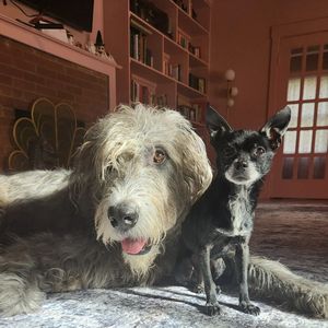 Image post by @thesavannahwolfhound on Instagram