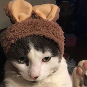 Image post by @kowalskikitties on Instagram