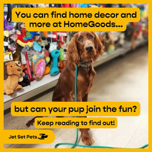 Image post by @jetsetpets on Instagram