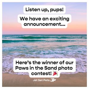 Image post by @jetsetpets on Instagram