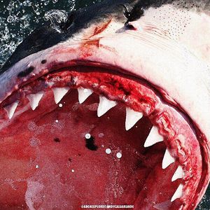 Image post by @discovery on Instagram