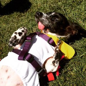 Image post by @animalplanet on Instagram