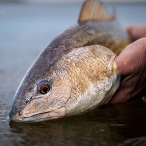 Image post by @toadfishoutfitters on Instagram