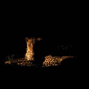 Image post by @chiawasafaris on Instagram