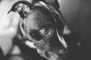 Image post by @tracethom on Instagram