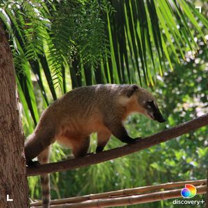 Image post by @animalplanet on Instagram
