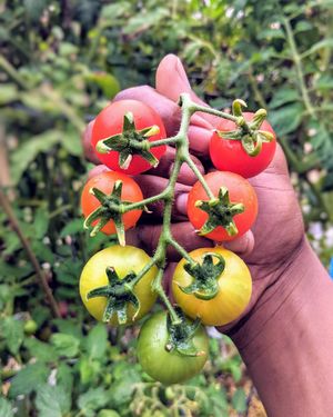 Image post by @bonnieplants on Instagram