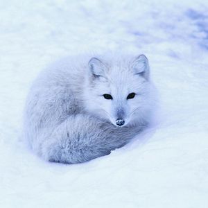 Image post by @discovery on Instagram