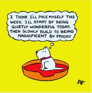 Image post by @bestforpetsmelb on Instagram
