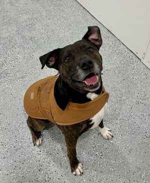 Image post by @spokhumanesoc on Instagram