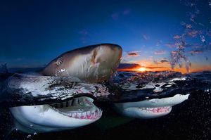 Image post by @discovery on Instagram