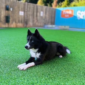 Image post by @tux_the_blue_pomsky on Instagram