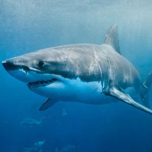 Image post by @animalplanet on Instagram