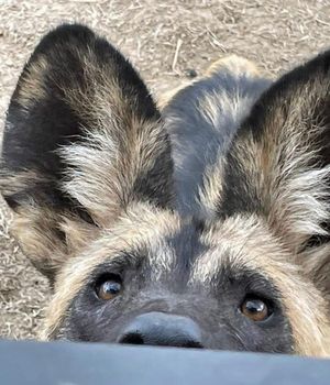 Image post by @chiawasafaris on Instagram