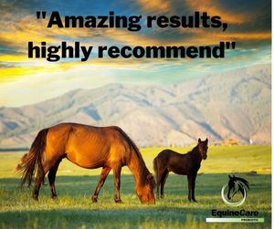 Image post by @equinecareprobiotic on Instagram