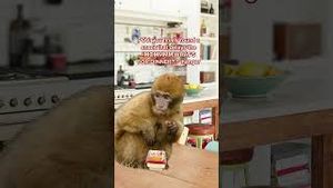 Video post by @sabra on YouTube
