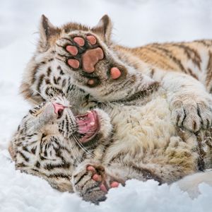 Image post by @animalplanet on Instagram