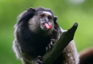 Image post by @animalplanet on Instagram