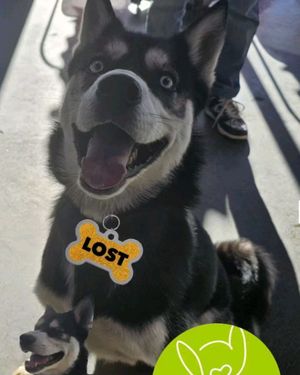 Image post by @alldogsunleashed_clt on Instagram