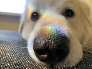 Image post by @DiamondPetFood on Twitter/X