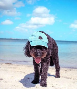 Image post by @evolvepetfood on Instagram