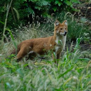 Image post by @animalplanet on Instagram