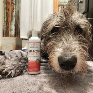Image post by @thesavannahwolfhound on Instagram