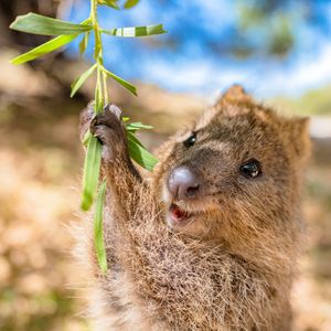 Image post by @animalplanet on Instagram