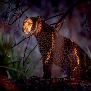 Image post by @chiawasafaris on Instagram
