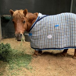 Image post by @snaffle_it on Instagram
