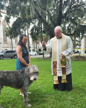 Image post by @thesavannahwolfhound on Instagram
