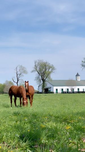 Video post by @spendthriftfarm on Instagram