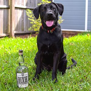 Image post by @dixievodka on Instagram