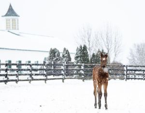 Image post by @spendthriftfarm on Instagram