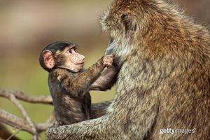 Image post by @gettyimages on Instagram