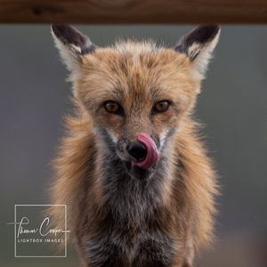 Image post by @lightboximages on Instagram