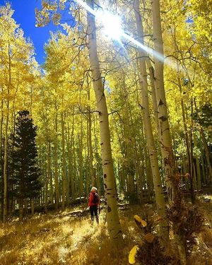 Image post by @nauflagstaff on Instagram