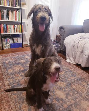 Image post by @thesavannahwolfhound on Instagram