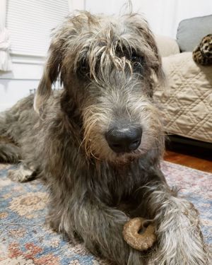 Image post by @thesavannahwolfhound on Instagram