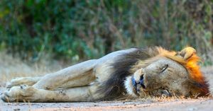 Image post by @chiawasafaris on Instagram