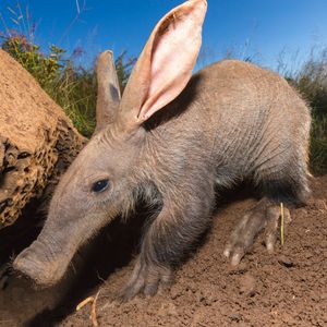 Image post by @animalplanet on Instagram