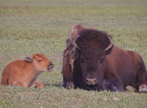 Image post by @nationalparkservice on Instagram