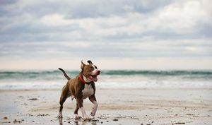 Image post by @animalplanet on Instagram
