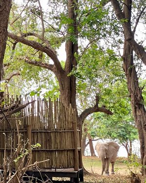 Image post by @chiawasafaris on Instagram