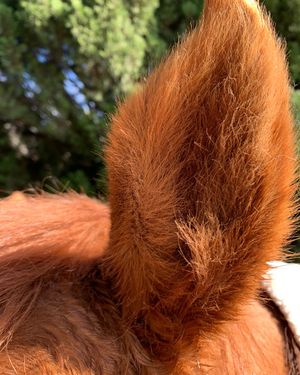 Image post by @snaffle_it on Instagram