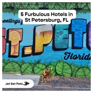 Image post by @jetsetpets on Instagram