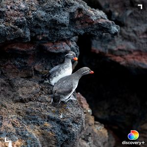 Image post by @discovery on Instagram