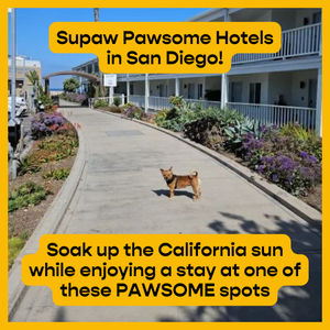 Image post by @jetsetpets on Instagram