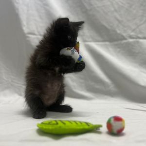 Image post by @whitmanpets on Instagram